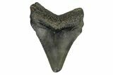 Juvenile Megalodon Tooth - South Carolina #171197-1